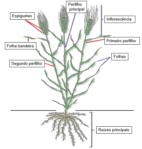Diagrama ilustrativo mostrando a estrutura da planta de trigo com destaque para o perfilhamento e desenvolvimento dos colmos laterais