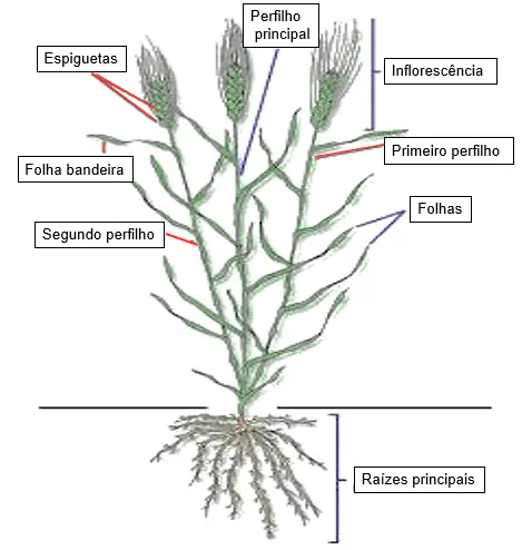 Diagrama ilustrativo mostrando a estrutura da planta de trigo com destaque para o perfilhamento e desenvolvimento dos colmos laterais