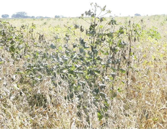 uma lavoura de soja em estágio avançado, com as plantas majoritariamente secas e amareladas, indicando a proxi