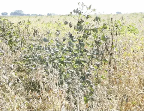 uma lavoura de soja em estágio avançado, com as plantas majoritariamente secas e amareladas, indicando a proxi