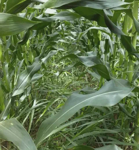 uma visão interna e em nível baixo de uma lavoura de milho em estágio de desenvolvimento vegetativo. As planta