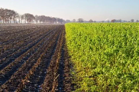 uma paisagem agrícola que contrasta duas práticas de manejo do solo lado a lado. À esquerda, um campo recém-co