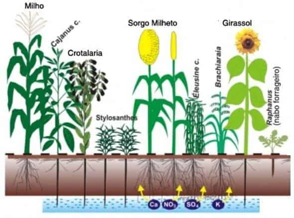 infográfico educacional que ilustra o conceito de consórcio de culturas ou o uso de plantas de cobertura na agr