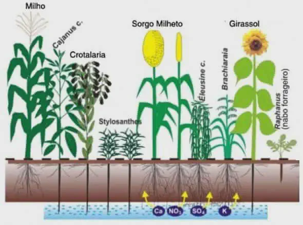 Plantas de Cobertura: Sistema Radicular e Saúde do Solo infográfico educacional que ilustra o conceito de consórcio de culturas ou o uso de plantas de cobertura na agr