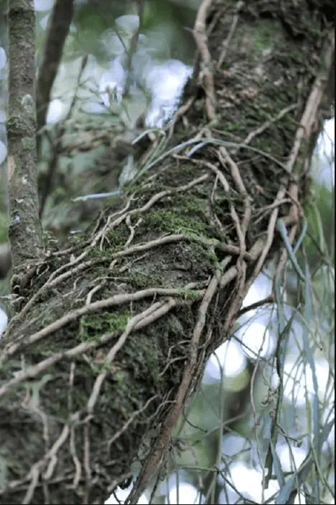 close-up detalhado do tronco de uma árvore em um ambiente de mata. A casca da árvore é escura e texturizada
