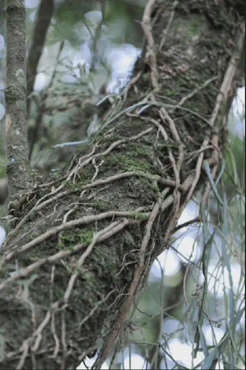 close-up detalhado do tronco de uma árvore em um ambiente de mata. A casca da árvore é escura e texturizada