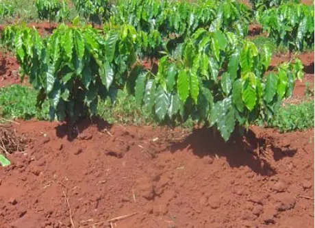Plantio de Café: Cuidados com a Muda no Solo Vermelho uma plantação de café em seu estágio inicial de desenvolvimento. Em primeiro plano, vemos mudas jovens de café