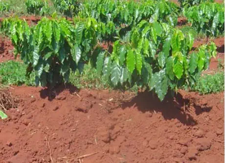 uma plantação de café em seu estágio inicial de desenvolvimento. Em primeiro plano, vemos mudas jovens de café