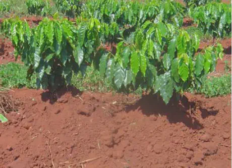 uma plantação de café em seu estágio inicial de desenvolvimento. Em primeiro plano, vemos mudas jovens de café