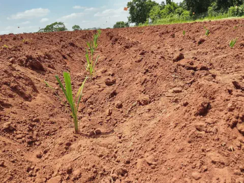 visão em close-up e de ângulo baixo de um campo agrícola recém-plantado, destacando o solo avermelhado e