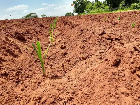 visão em close-up e de ângulo baixo de um campo agrícola recém-plantado, destacando o solo avermelhado e