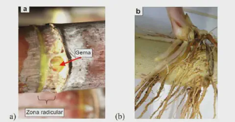 composição de duas fotografias, legendadas como 'a' e 'b', que ilustram a morfologia e o desenvolvimento inici