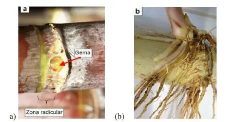 composição de duas fotografias, legendadas como 'a' e 'b', que ilustram a morfologia e o desenvolvimento inici