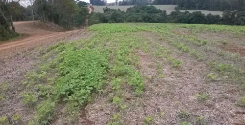 uma lavoura em estágio inicial de desenvolvimento, provavelmente de soja, sob o sistema de plantio direto, evi