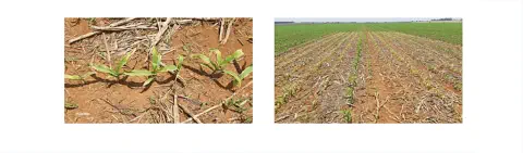 composição de duas fotografias que ilustram o estágio inicial de uma lavoura de milho em sistema de plantio di