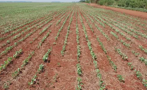 Exemplo de embuchamento em plantio direto de soja, com acúmulo de palha e terra na semeadora.