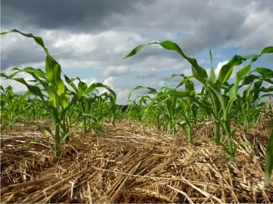 Plantio Direto na Palha: Manejo Sustentável do Milho uma lavoura de milho em seu estágio inicial de crescimento, vista de um ângulo baixo que enfatiza a técnica de
