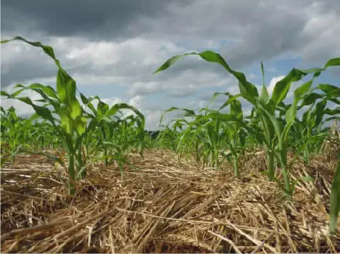 uma lavoura de milho em seu estágio inicial de crescimento, vista de um ângulo baixo que enfatiza a técnica de