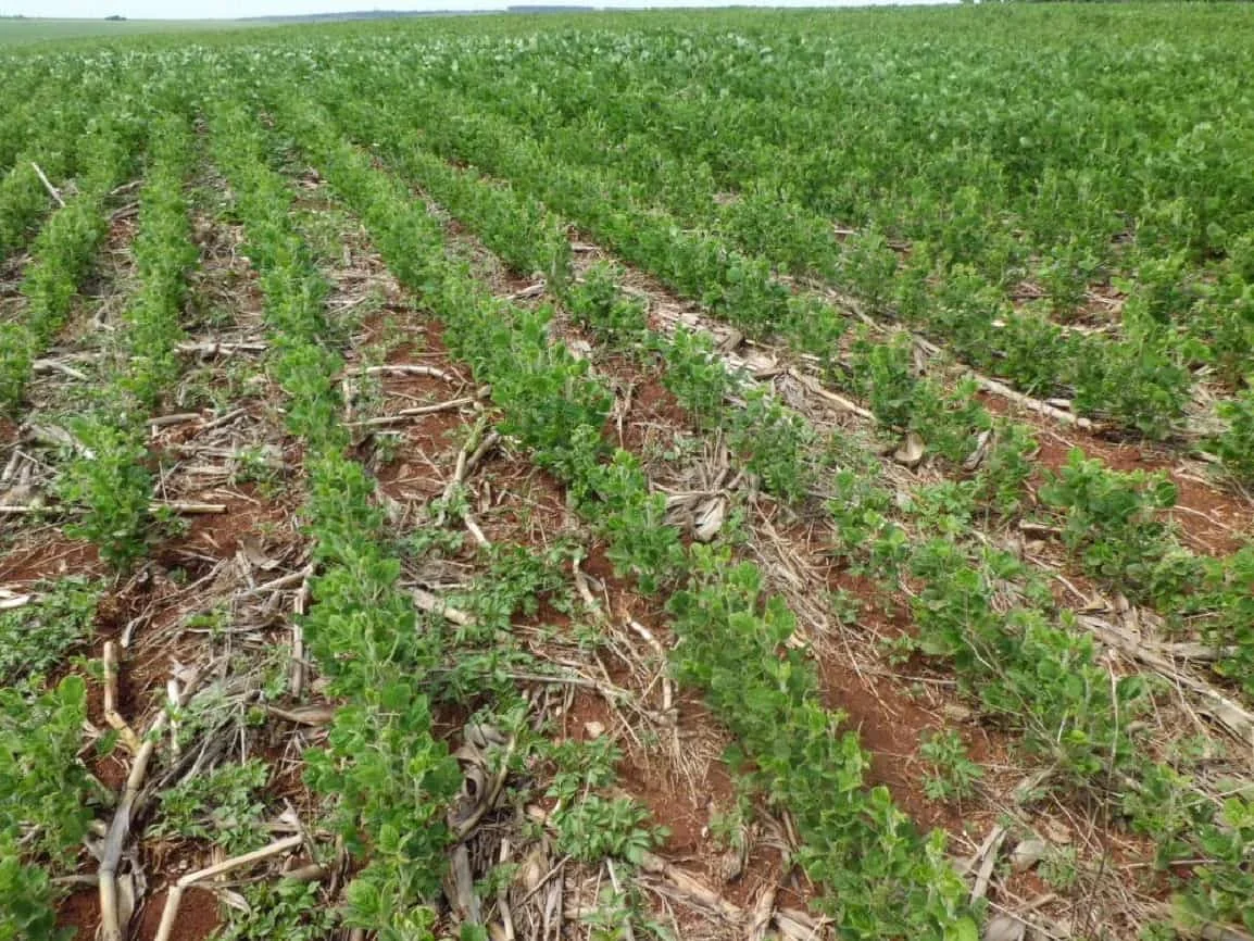uma vasta lavoura em estágio inicial de desenvolvimento, com jovens plantas, provavelmente soja, brotando em f