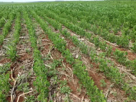 uma vasta lavoura em estágio inicial de desenvolvimento, com jovens plantas, provavelmente soja, brotando em f