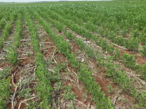 uma vasta lavoura em estágio inicial de desenvolvimento, com jovens plantas, provavelmente soja, brotando em f