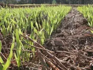 uma visão em close-up e de ângulo baixo de uma lavoura em estágio inicial de desenvolvimento. Fileiras de plan