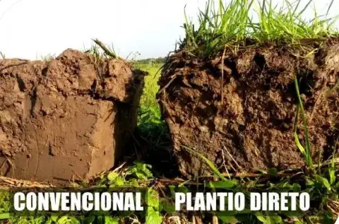 uma comparação visual direta entre dois perfis de solo, representando diferentes sistemas de manejo agrícola.
