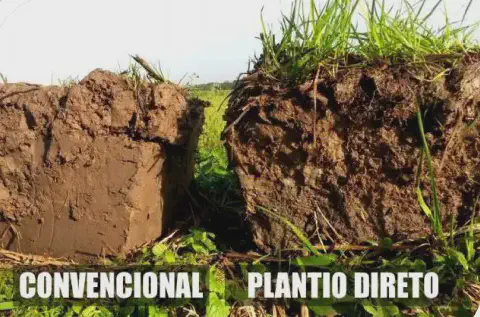 uma comparação visual direta entre dois perfis de solo, representando diferentes sistemas de manejo agrícola.