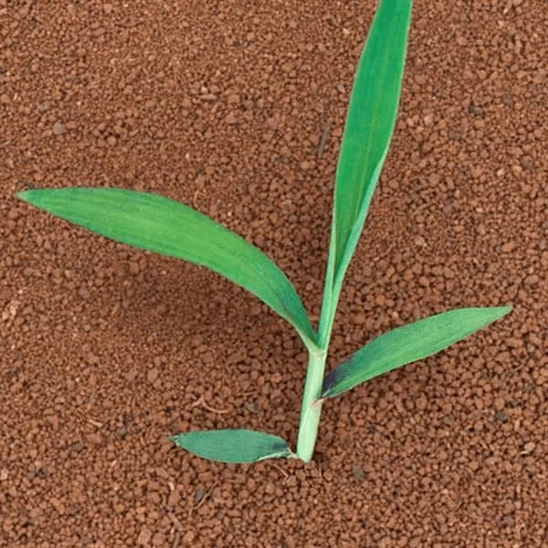 uma visão de cima de uma plântula jovem, provavelmente de milho ou sorgo, em seu estágio inicial de desenvolvi