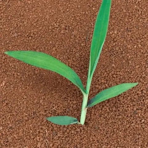 uma visão de cima de uma plântula jovem, provavelmente de milho ou sorgo, em seu estágio inicial de desenvolvi