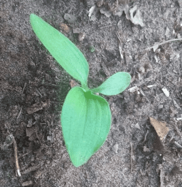 Plântula em germinação: o início do ciclo da lavoura uma visão de close-up, de cima para baixo, de uma pequena plântula recém-germinada. A planta, de um verde vibr