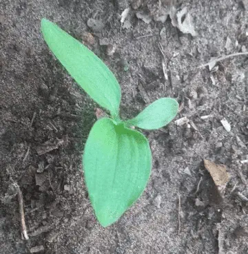 uma visão de close-up, de cima para baixo, de uma pequena plântula recém-germinada. A planta, de um verde vibr