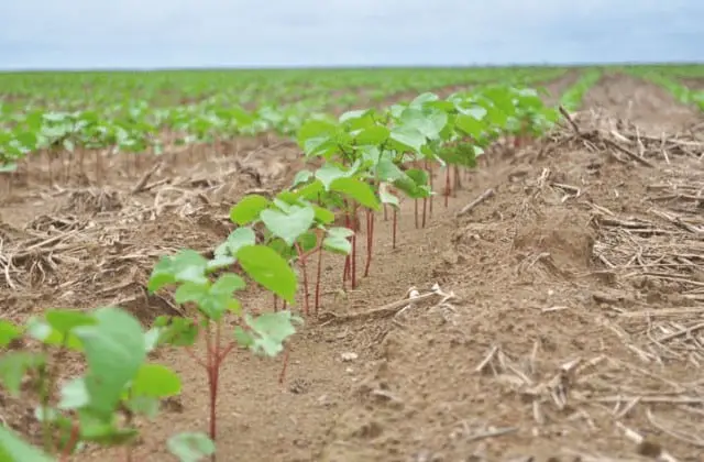 uma fileira de plântulas de algodão em estágio inicial de desenvolvimento, brotando em um campo agrícola exten