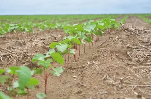 uma fileira de plântulas de algodão em estágio inicial de desenvolvimento, brotando em um campo agrícola exten
