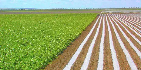 uma paisagem agrícola de grande escala, dividida em duas seções distintas que ilustram diferentes estágios e t