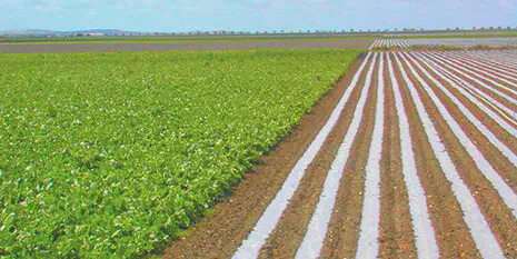 Plasticultura: Técnica para Otimizar o Cultivo Agrícola uma paisagem agrícola de grande escala, dividida em duas seções distintas que ilustram diferentes estágios e t