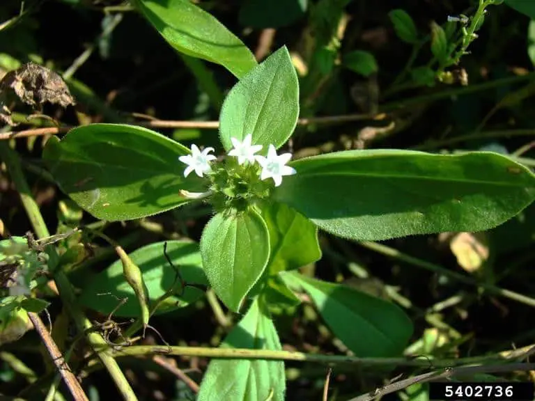Poaia-branca: Como identificar e manejar esta planta daninha close-up da planta daninha poaia-branca (Richardia brasiliensis), fotografada de cima em seu habitat natur