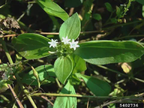 close-up da planta daninha poaia-branca (Richardia brasiliensis), fotografada de cima em seu habitat natur