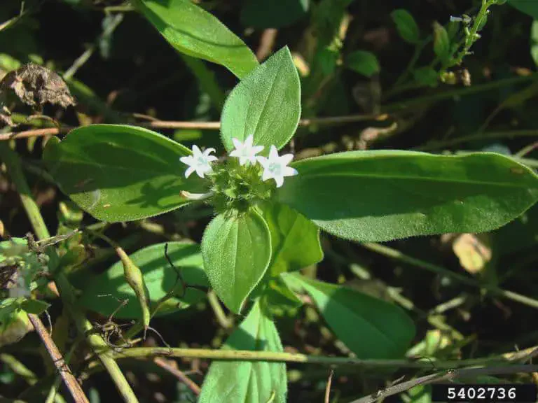Poaia-branca: Como identificar e manejar esta planta daninha close-up da planta daninha poaia-branca (Richardia brasiliensis), fotografada de cima em seu habitat natur