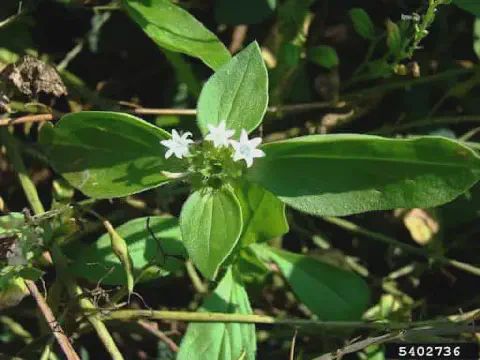 close-up da planta daninha conhecida como poaia-branca (Richardia brasiliensis), vista de cima sob luz sola