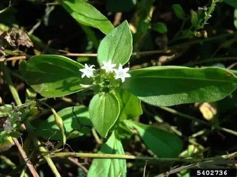 close-up da planta daninha conhecida como poaia-branca (Richardia brasiliensis), vista de cima sob luz sola