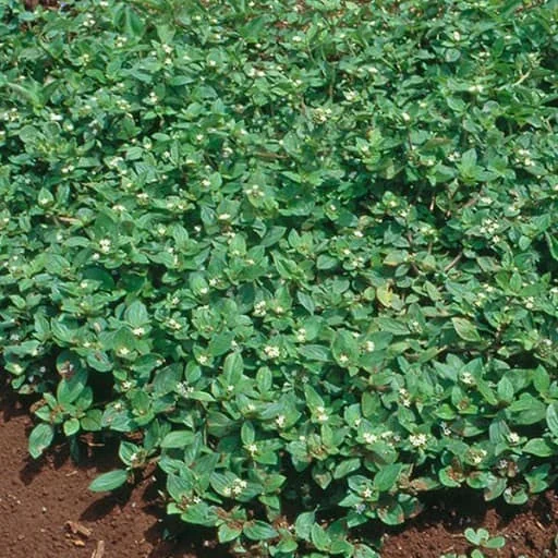 Poaia-branca: Identificação e controle na lavoura uma cobertura densa de poaia-branca (Richardia brasiliensis), uma planta daninha comum em lavouras brasileiras