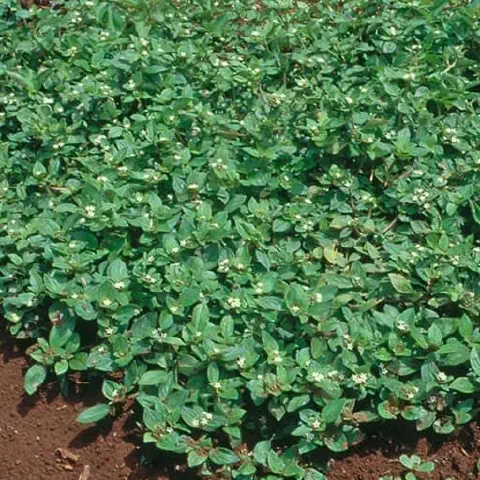 uma cobertura densa de poaia-branca (Richardia brasiliensis), uma planta daninha comum em lavouras brasileiras