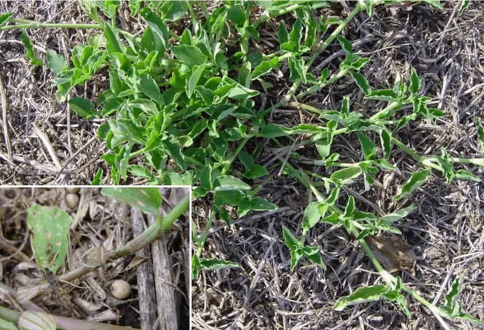 Poaia-branca (Richardia brasiliensis): Como identificar composição que exibe a planta daninha conhecida como poaia-branca (Richardia brasiliensis). A foto principal m