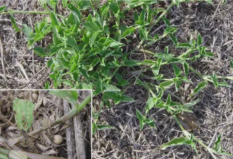 composição que exibe a planta daninha conhecida como poaia-branca (Richardia brasiliensis). A foto principal m