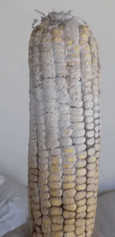 uma espiga de milho em close-up, severamente afetada por uma contaminação fúngica. Uma camada espessa e esbran