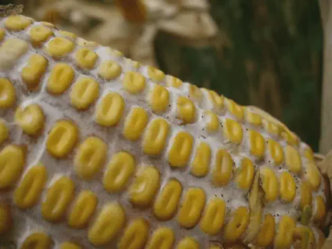 close-up detalhado de uma espiga de milho severamente afetada por uma doença fúngica, provavelmente a podri