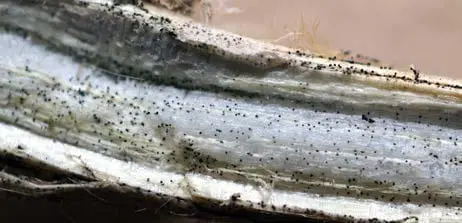 Podridão de Carvão: Sintomas e Como Identificar na Haste close-up detalhado do interior de uma haste de planta, provavelmente de soja, que foi cortada longitudinalm