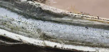 close-up detalhado do interior de uma haste de planta, provavelmente de soja, que foi cortada longitudinalm