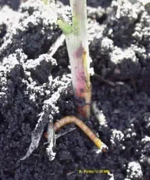 close-up de uma plântula jovem emergindo do solo. O foco está na base do caule, na linha do solo, onde é vi